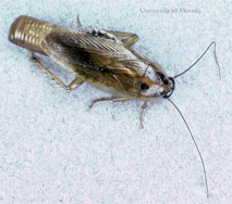 2-asian-cockroach