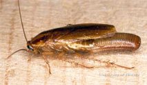 4-german-cockroach
