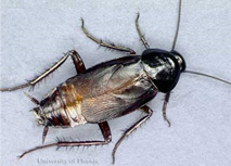 5-oriental-cockroach