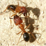 Are your children in danger from Fire Ants this summer?