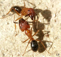 florida-carpenter-ants