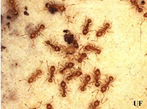 little-fire-ants