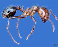 red_imported_fire_ant
