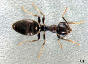white_footed_ant