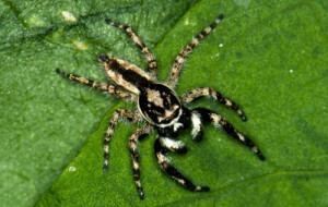 jumping_spiders01