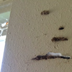 Termites Swarming – Okaloosa County URGENT News Alert
