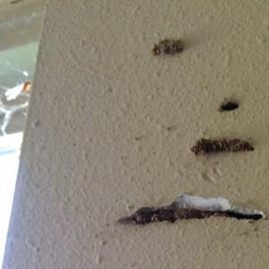 Formosans in shelter tube emergence holes in drywall ...taken in a Shalimar, FL neighborhood on 5/14/2014