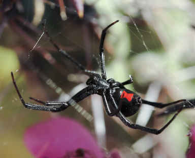 Dangerous spiders in Florida