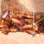 6 Roach Control Tips this Summer