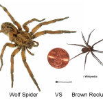 brown recluse vs wolf spider size