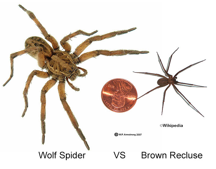 Wolf Spider vs. Brown Recluse 