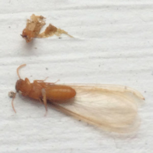 dead termite up close crestview fl
