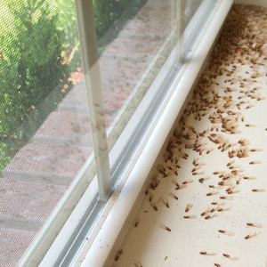 termites window sills control crestview fl