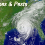 What Impact do Tropical Storms & Hurricanes have on Local Pests?