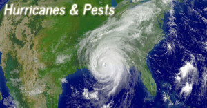 Hurricanes pest control florida - © alancrosthwaite at Deposit Photos