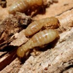 New Study Shows Termite infested Structures increasing Exponentially in Florida