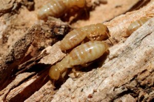 Termite prevention tips FL