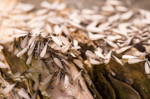 termites swarming treatment crestview fl