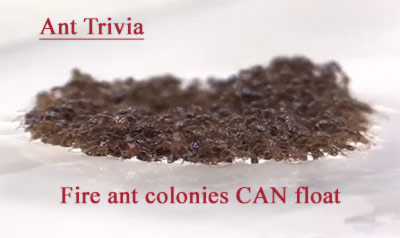 ant colonies float crestview fl