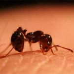 fire ant bites crestview fl