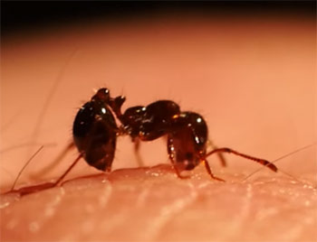 fire ant bites crestview fl