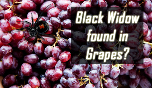 Black Widow in grapes grocery store pest control