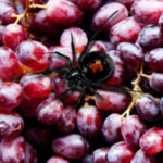 Have You Checked Your Grapes for Black Widows?