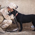 military man uniform kissing dog no man left behind
