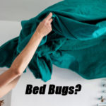 cleaning beds bed bugs