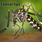 6 Mosquito Control Tips to Abide by After Heavy Florida Rainfall