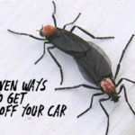 how to clean love bugs car