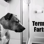 Termite Farts and How Scientists Hope to Learn From Them﻿