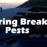 Top 5 Destinations for Spring Break Pests﻿